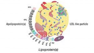 lipoproteins