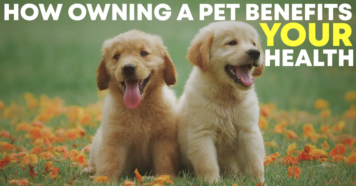 How owning a pet benefits your health