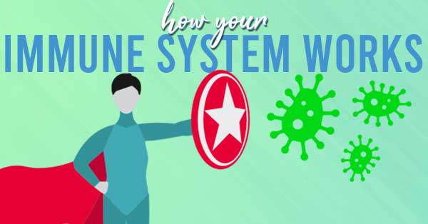 how your immune system works