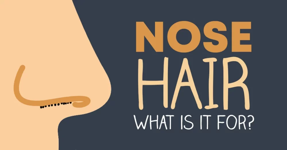 nose hair what is it for