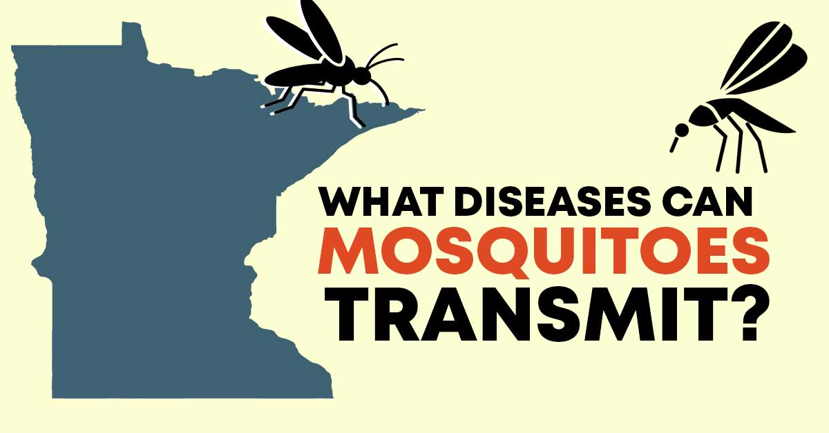 what diseases can mosquitos transmit