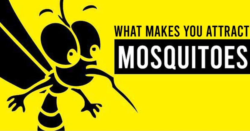 what makes you attract mosquitoes