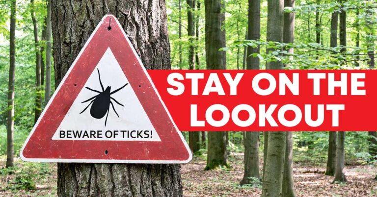 Lyme Disease: What You Should Know About the Tick-Borne Illness ...