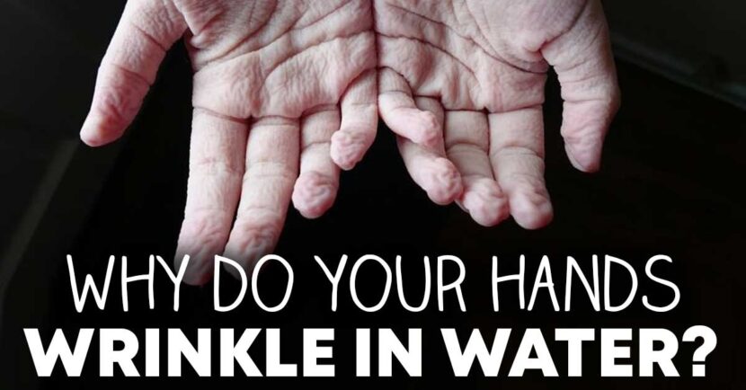 why do you hands wrinkle in the water