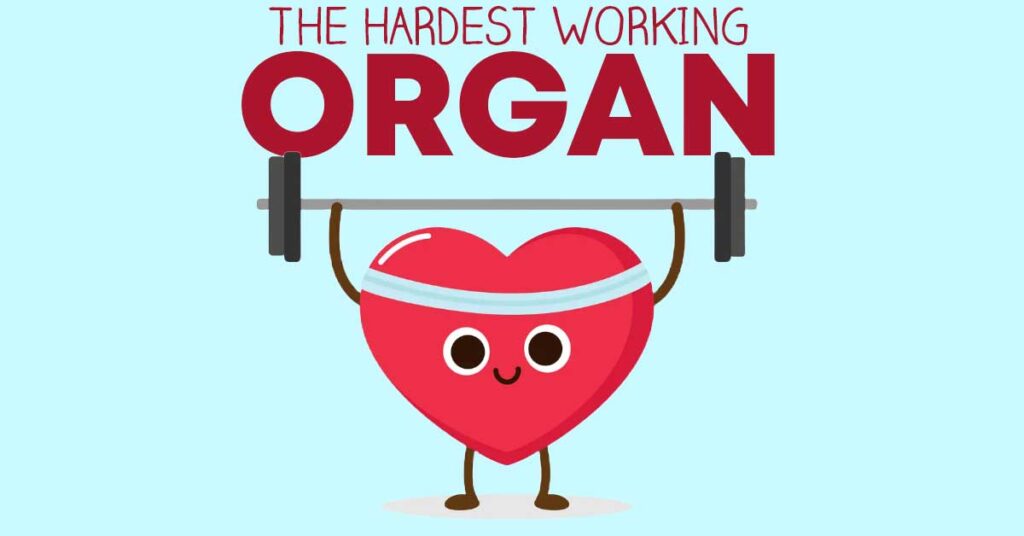 hardest working organ heart