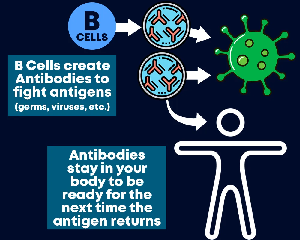 b cells create antibodies to fight antigens