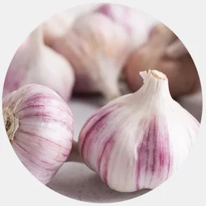 garlic