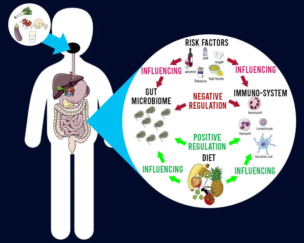 Gut health and weight loss