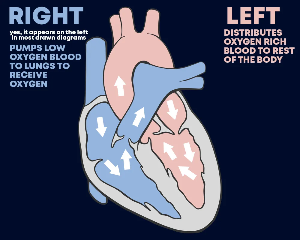 simplified heart diagram