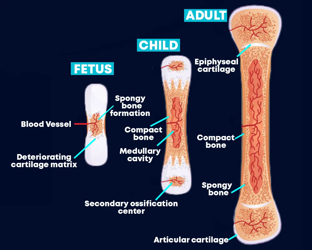 bone growth diagram