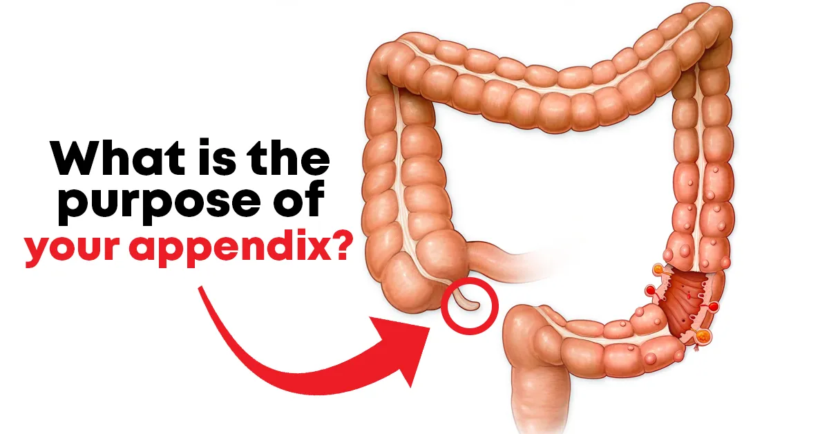 what does your appendix do