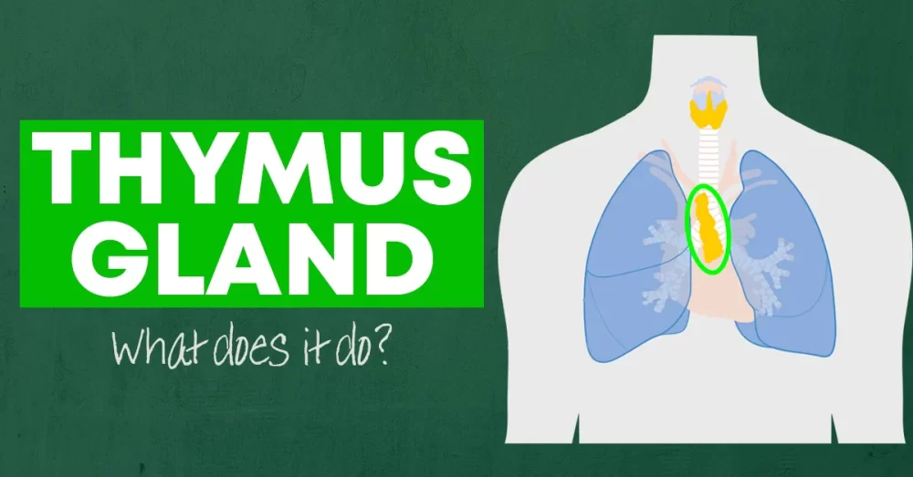 thymus gland
