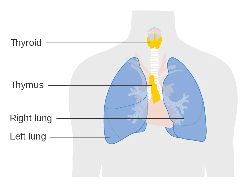 thymus gland diagram